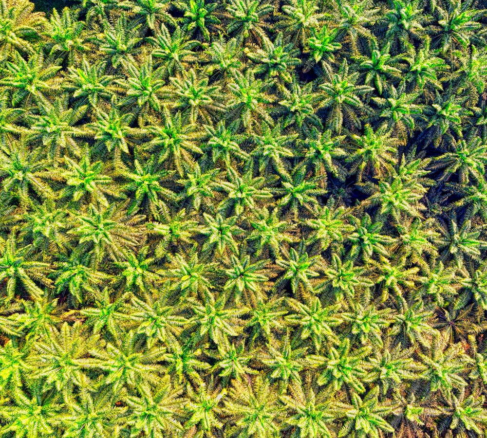 pexels-photo-2950868-1